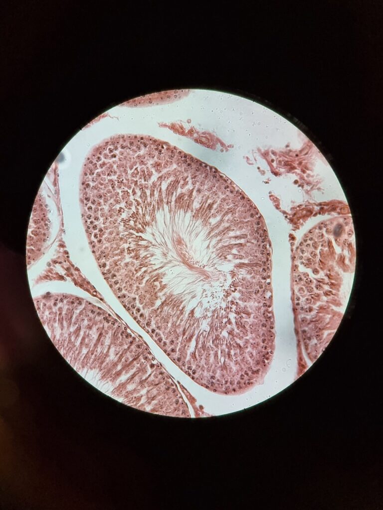 microscope, seminiferous tubules, transverse section